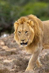 Male lion, Addo Elephant National Park