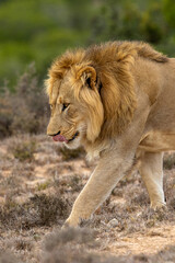 Fototapeta na wymiar Male lion, Addo Elephant National Park