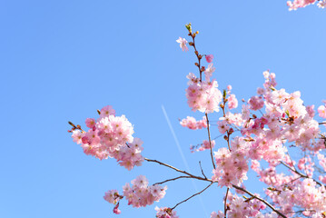 Kirschblüten im Frühling Cherry Blossom in Spring