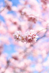 Kirschblüten im Frühling Cherry Blossom in Spring