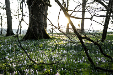 Frühlingsbeginn auf der Insel Mainau