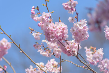 Kirschblüten im Frühling Cherry Blossom in Spring