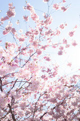 Kirschblüten im Frühling Cherry Blossom in Spring