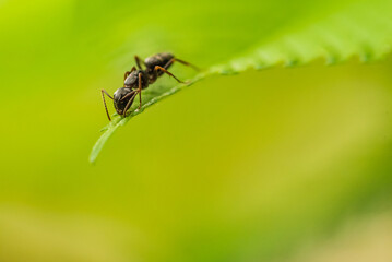 Ant on the leaf Negro ant (formica fusca)