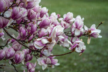 pink and white magnolia flowers