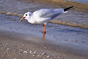 Lachmöwe mit einem kleinen Fisch als Beute im Schnabel 