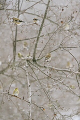 nature vermont in winter