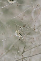 nature vermont in winter
