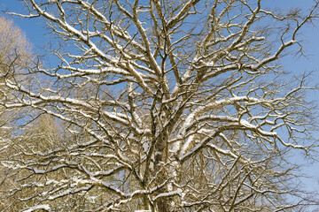 nature vermont old snowy tree