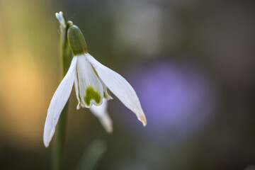 little snowdrop on the meadow in spring
