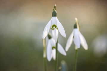 little snowdrop on the meadow in spring