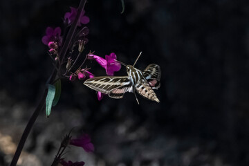 White-lined Sphinx Moth (Hyles lineata) Feeding on Parry Penstemon or Jarritos Penstemon (Penstemon...