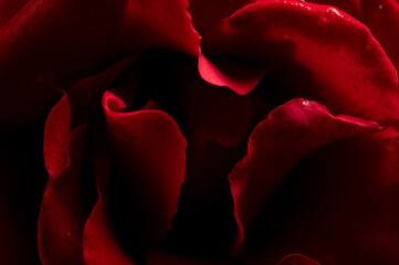 A macro photograph close up of the red petals of a scarlet red rose  with beautiful shading and patterns - Powered by Adobe