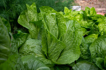 Healthy food, green leaf lettuce salad growing in eco garden