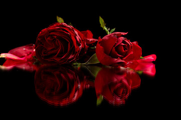 Red roses on a black reflective surface taken at a low angle. Great for Love, anniversaries, wedding, valentines.  