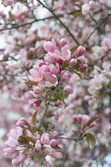 pink crab apple blossoms in spring