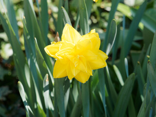 (Narcissus 'Golden Ducat')  Jonquille double ou Narcisse 'Golden Ducat' à grosses fleurs rondes...