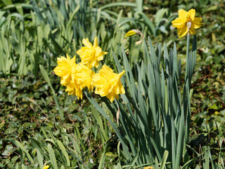 (Narcissus 'Golden Ducat')  Groupe de Narcisses ou jonquilles 'Golden Ducat'  à grosses fleurs rondes élancées à rangées de pétales à multiples couronnes intercalées en coupe sur tiges solides