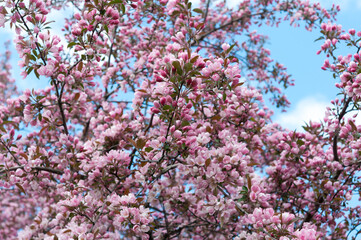 pink crab apple blossoms in spring