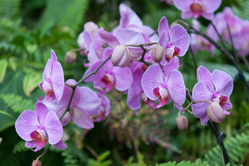 pink Phalaenopsis on display at the conservatory (cool light)