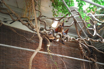 bats in the zoo © TK_Office