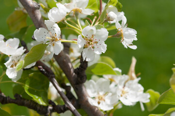 pear blossoms in spring