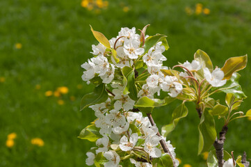 pear blossoms in spring