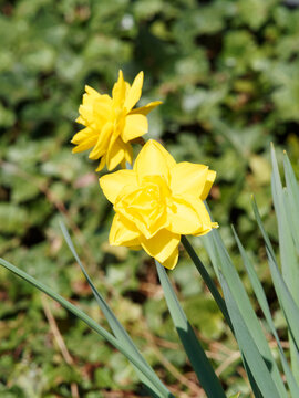 Narcissus 'Golden Ducat' - Jonquilles ou narcisses 'Golden Ducat' ou jonquilles &agrave; fleurs &agrave; doubles ou triples corolles jaune uni  sur tige ou feuillage lin&eacute;aire, vert-moyen 