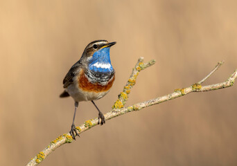 Bluethroat bird close up ( Luscinia svecica )