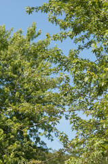 trees in summer on a blue sky