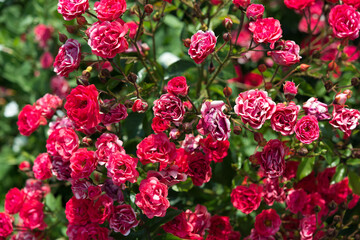 miniature roses in the sun