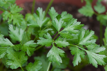 parsley in the garden