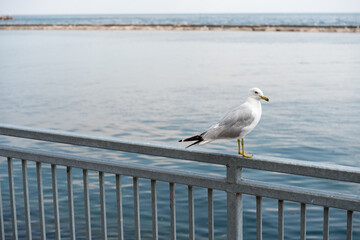 seagull on a metallic barrier fence by the lake (with breakwater)
