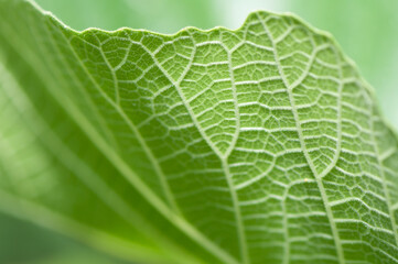 green leaf macro (or verso of a fig leaf up close)