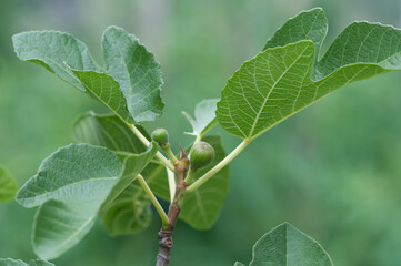 fig with green fruit and leaves