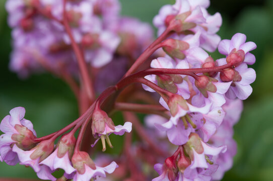 Bergenia purpurascens close up