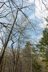 Fototapeta premium trees in the park