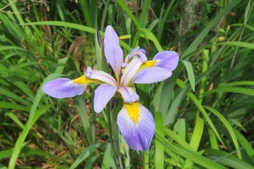 Beautiful purple iris flower in Florida nature, closeup