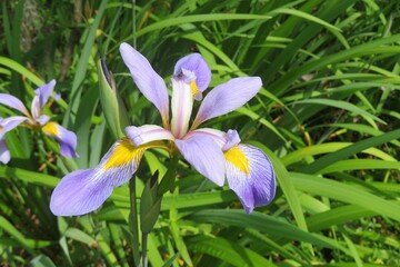 Purple iris flowers in Florida nature, closeup