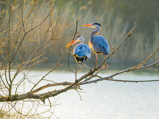 Two sunlit herons on the big branch over water