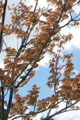 young maple leaves on braches on a blue sky