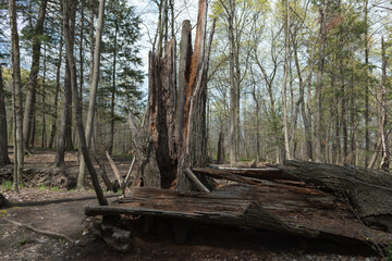 Fototapeta premium trees and old trunks in a wooded area by the river