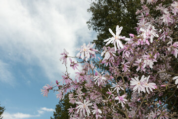 pink Magnolia stellata blossoms in spring