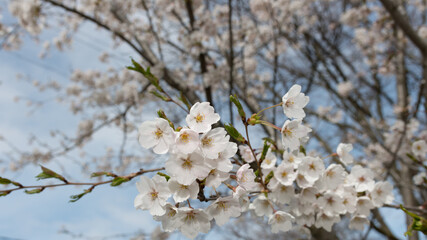 cherry blossoms close up (photographed with artificial light)