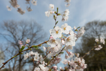 delicate small white tree blossoms on a powdery blue sky