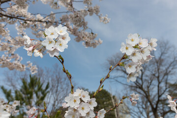 small white tree blossoms on a blue sky