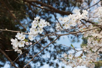 small white tree blossoms on a busy background