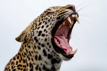 Foto op Plexiglas portrait of a leopard © FrancielDasilva