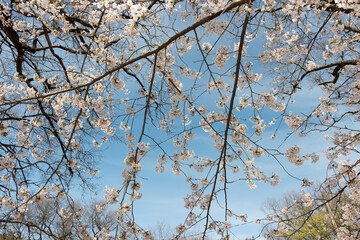 small white tree blossoms on a blue sky - view from below