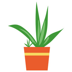 aloe vera plant